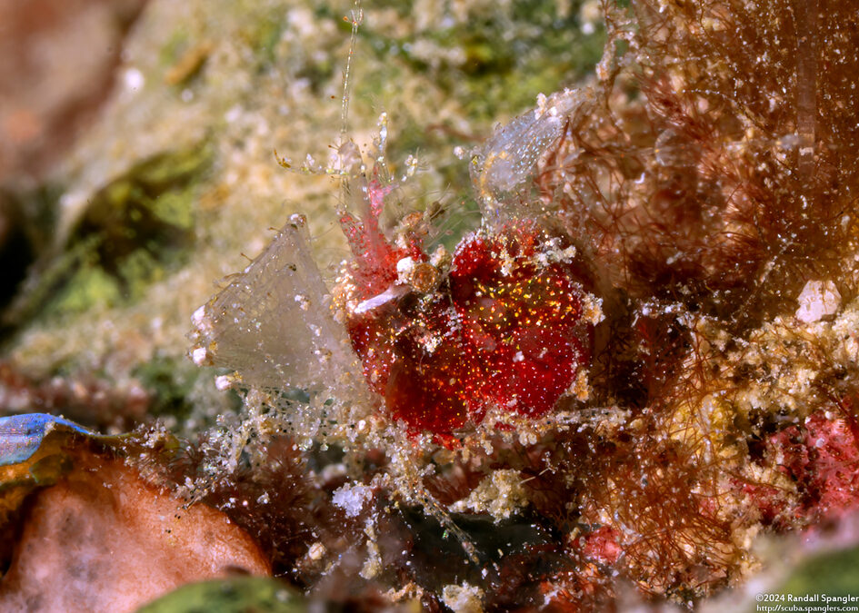 Neostylodactylus litoralis (Inshore Hairy Shrimp)