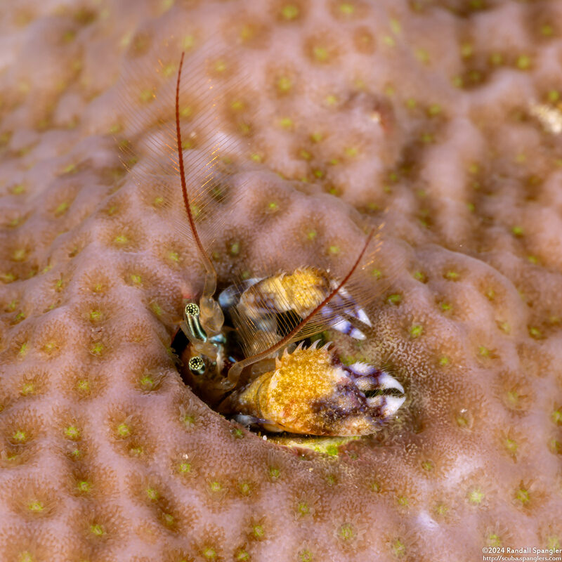 Paguritta morgani (Morgan's Coral Hermit Crab)