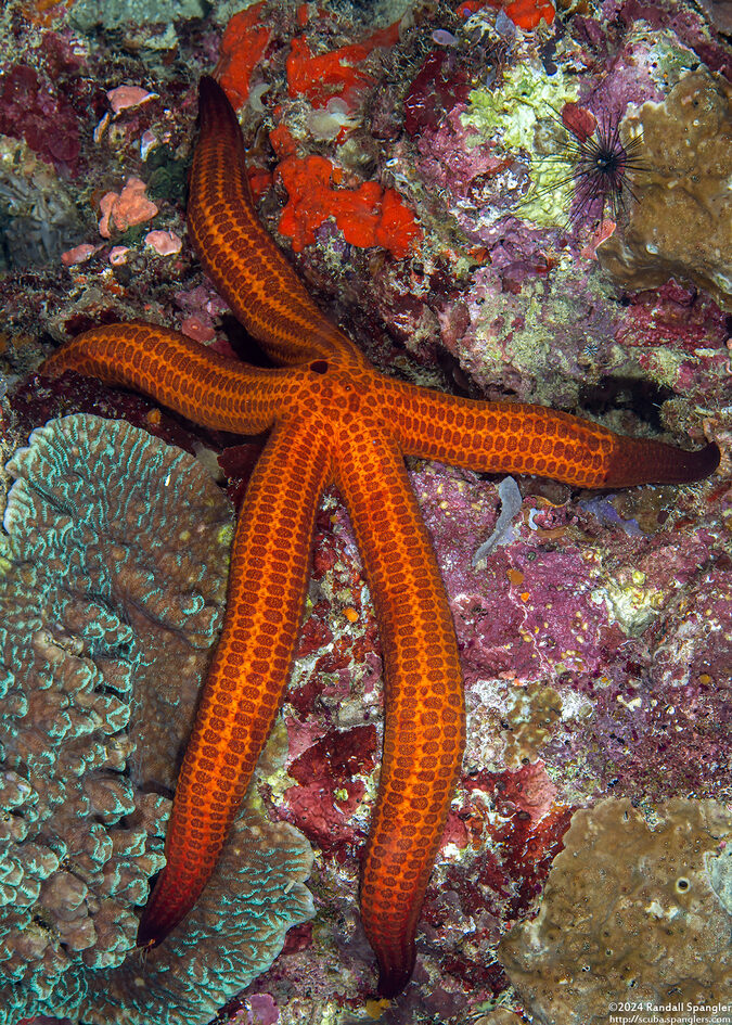 Leiaster speciosus (Velvety Sea Star)