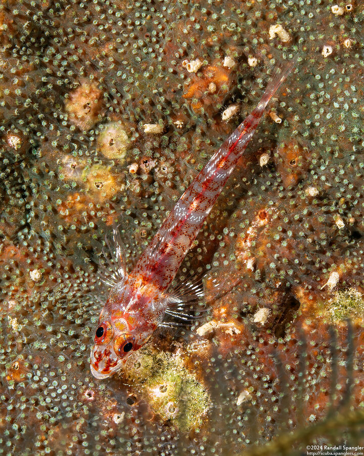 Helcogramma trigloides (Scarf Triplefin)