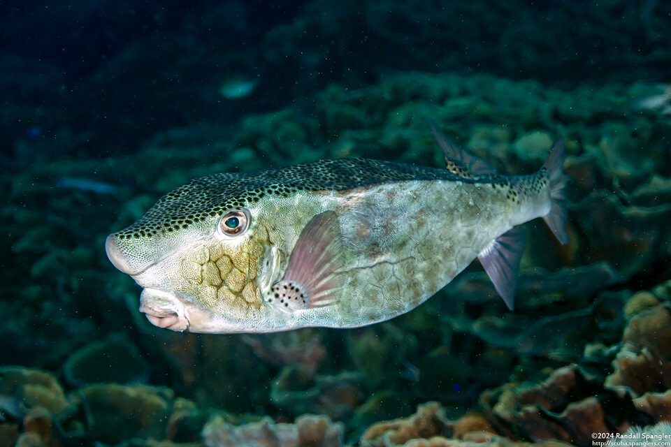 Ostracion rhinorhynchos (Horn-Nosed Boxfish)