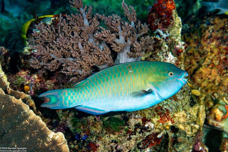 Scarus festivus (Festive Parrotfish)