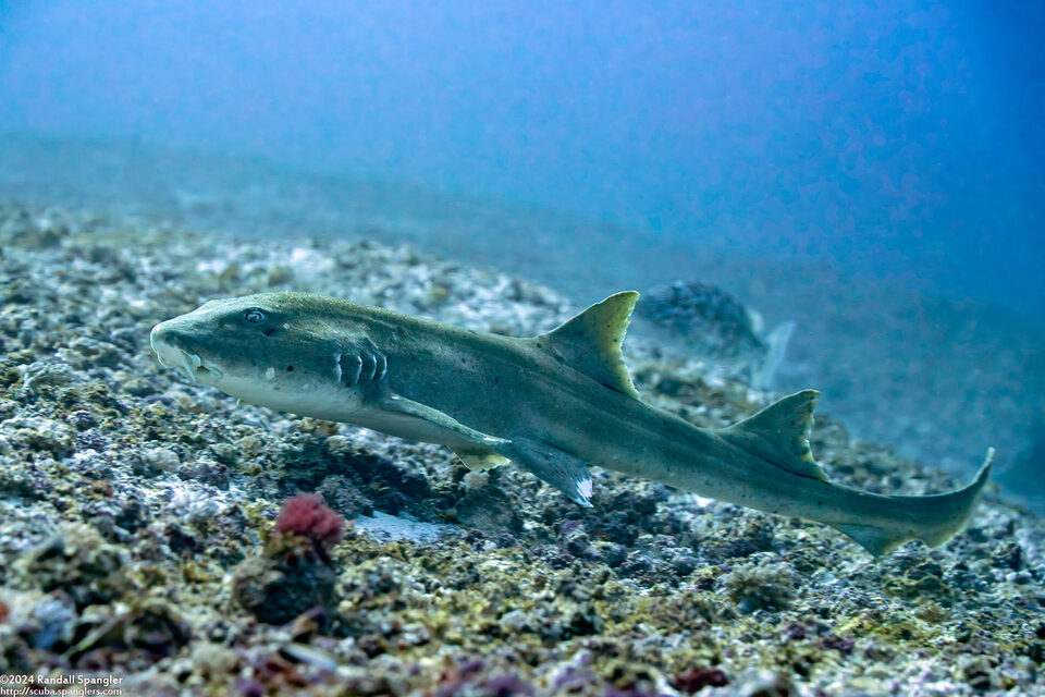 Chiloscyllium punctatum (Brown-Banded Bamboo Shark)