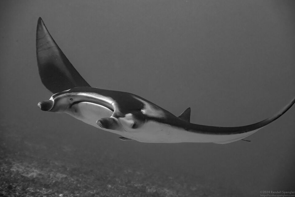 Mobula alfredi (Coastal Manta Ray)