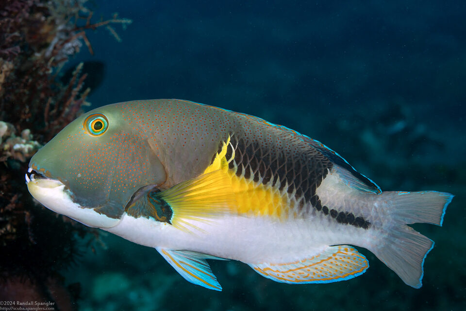 Choerodon anchorago (Anchor Tuskfish)