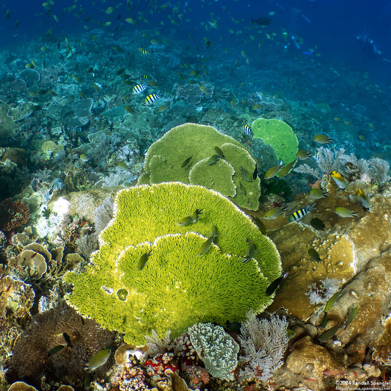 Acropora hyacinthus (Hyacinth Table Coral)