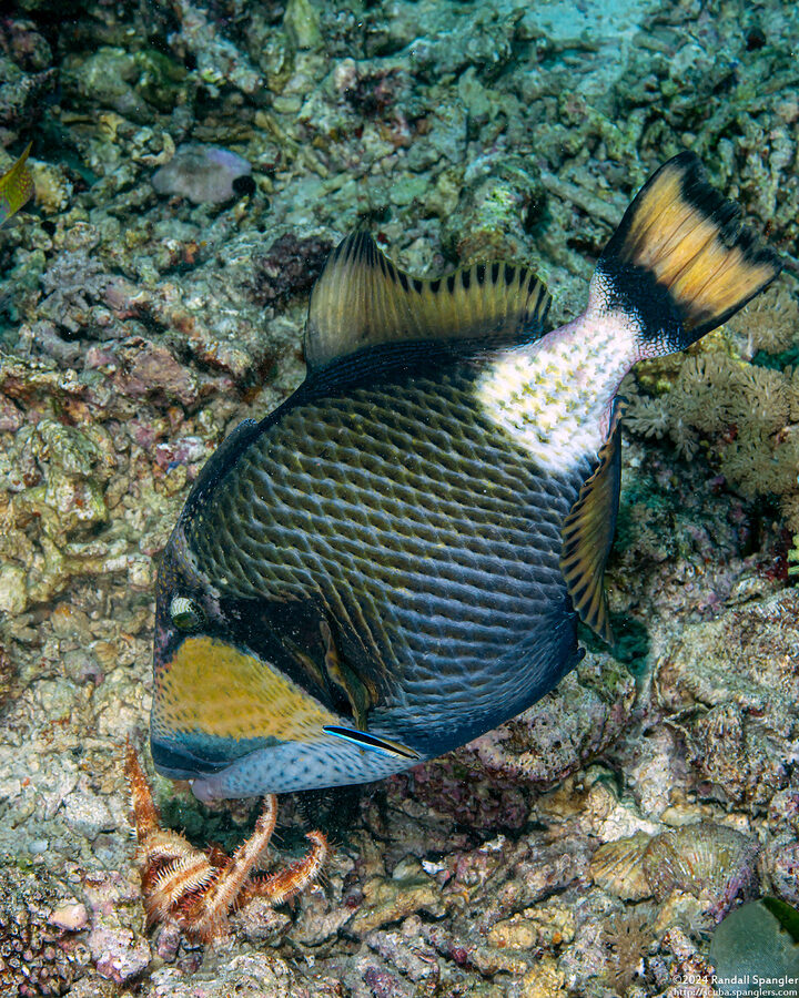 Balistoides viridescens (Titan Triggerfish); Triggerfish eating a sea star it pulled out from a crevice