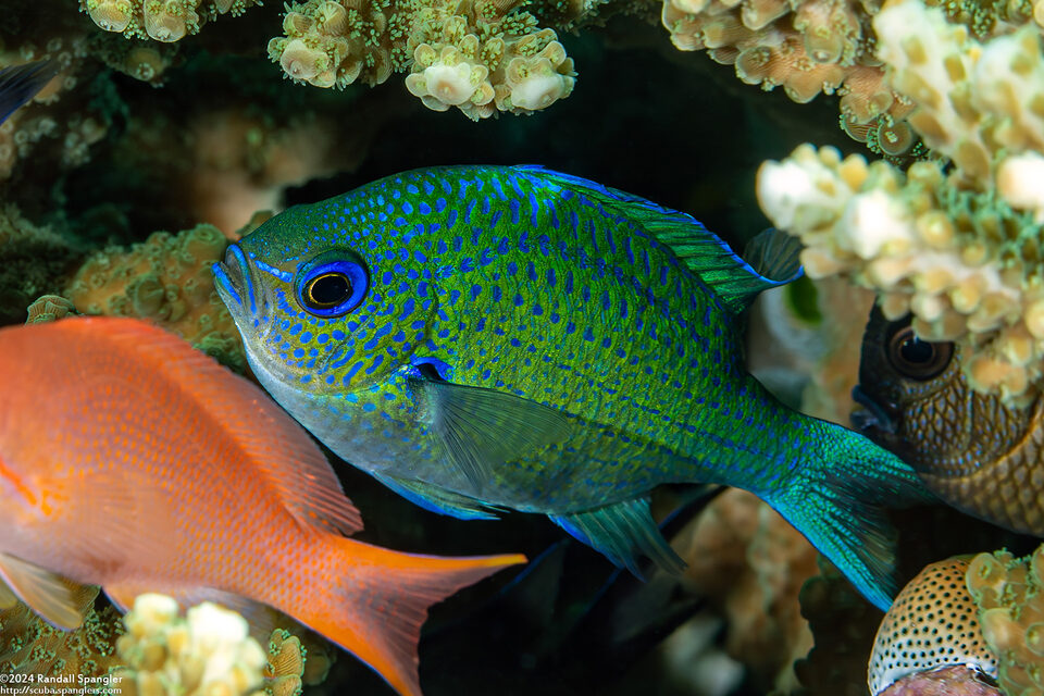 Chromis atripectoralis (Blackaxil Puller)