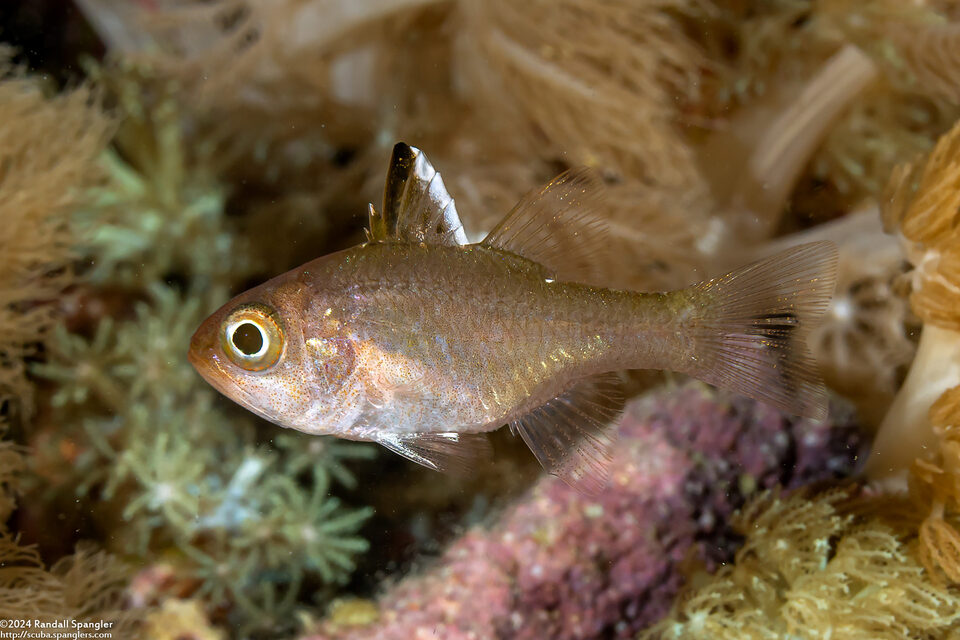 Ostorhinchus hoevenii (Frostfin Cardinalfish)