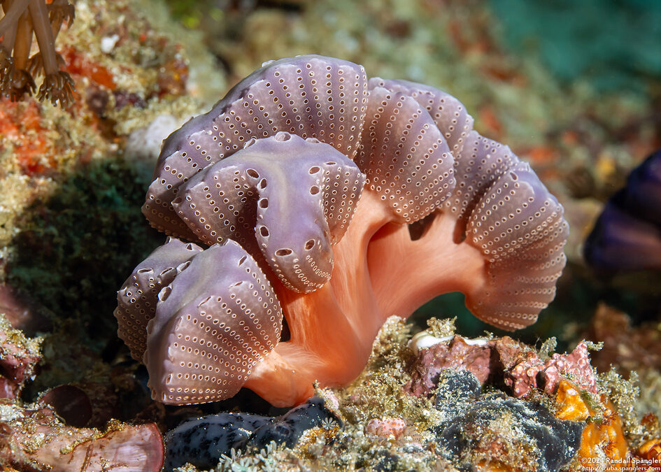 Sycozoa cerebriformis (Sycozoa Cerebriformis)