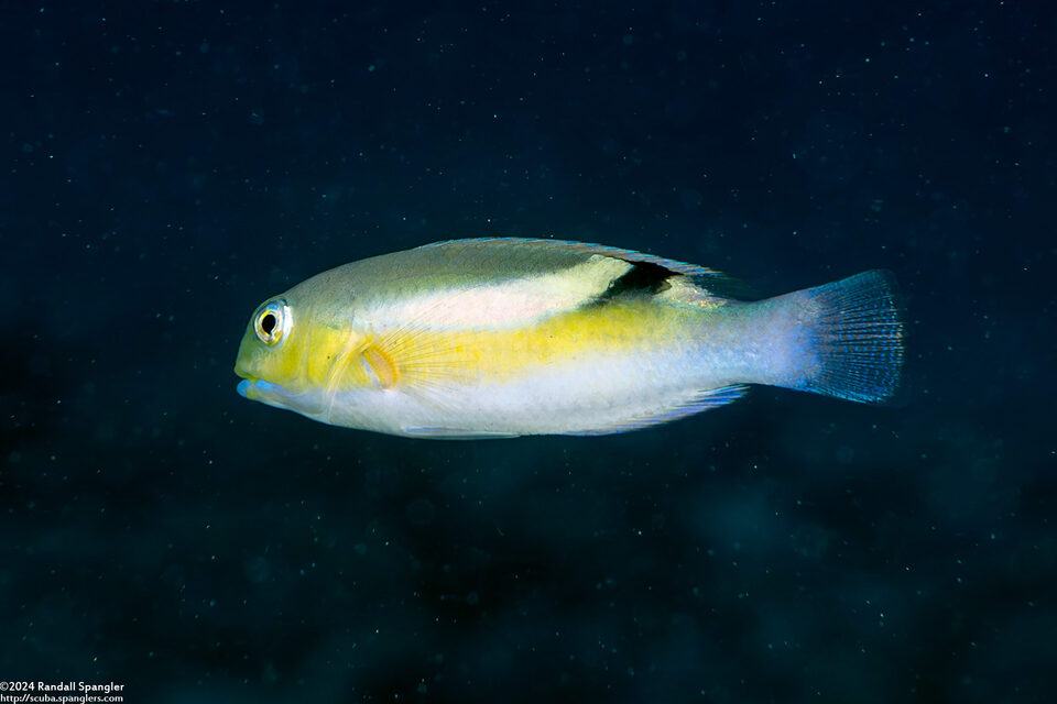 Choerodon zosterophorus (Blacksaddle Tuskfish)