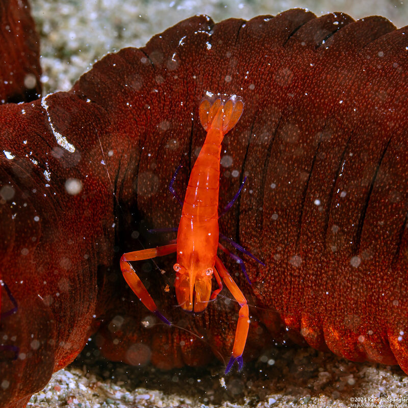 Zenopontonia rex (Emperor Shrimp)