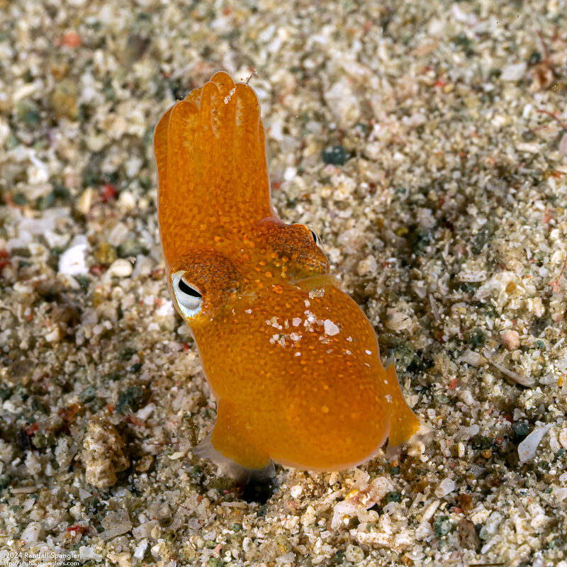 Sepiadarium kochi (Tropical Bobtail Squid)