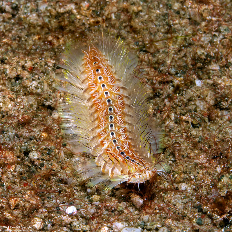 Chloeia amphora (Amphora Fireworm)