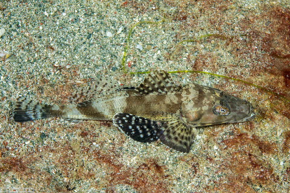 Rogadius welanderi (Welander's Flathead)