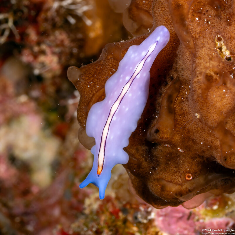 Pseudoceros liparus (Racing Stripe Flatworm)