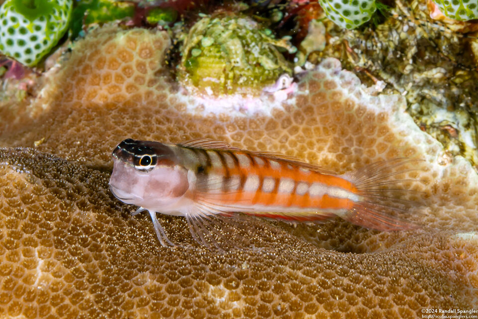 Ecsenius bathi (Bath's Coralblenny)