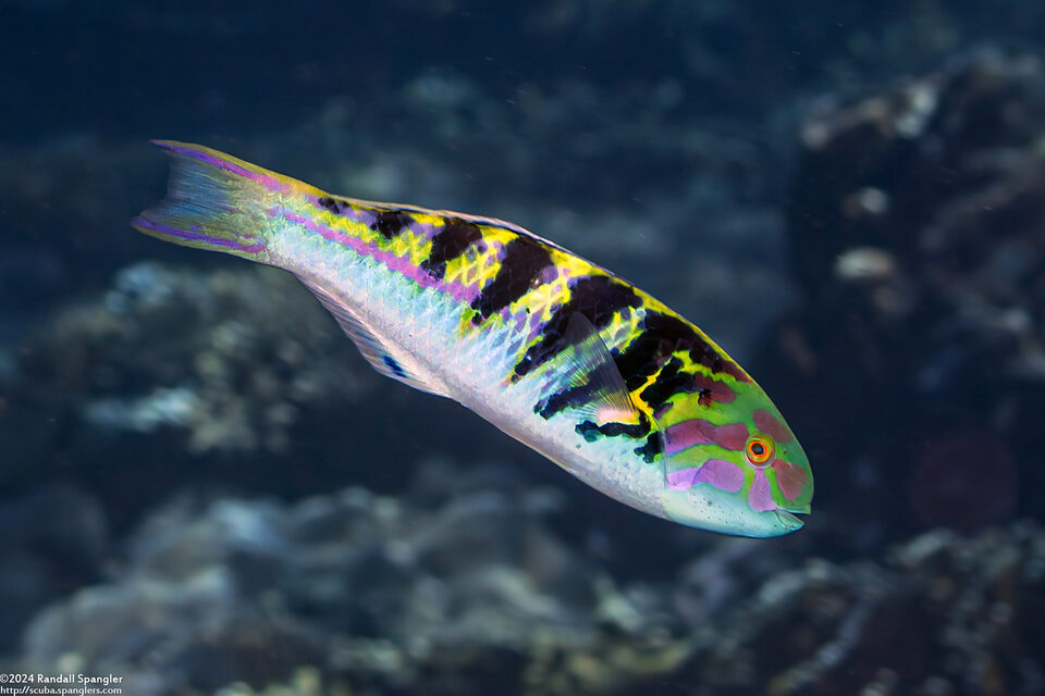 Thalassoma hardwicke (Sixbar Wrasse)