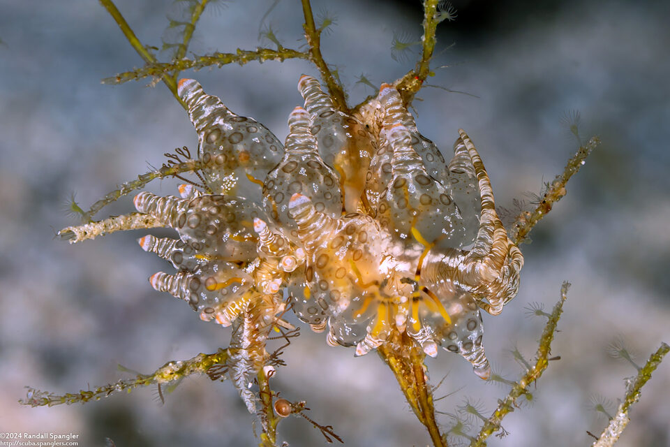 Eubranchus ocellatus (Ocellated Eubranchus)