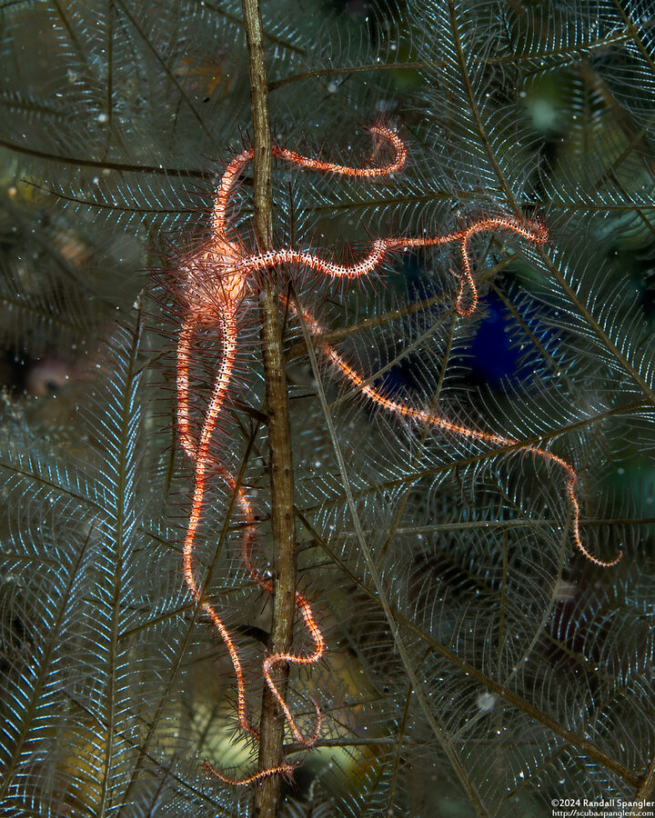 Ophiothrix purpurea (Dark Red-Spined Brittle Star)