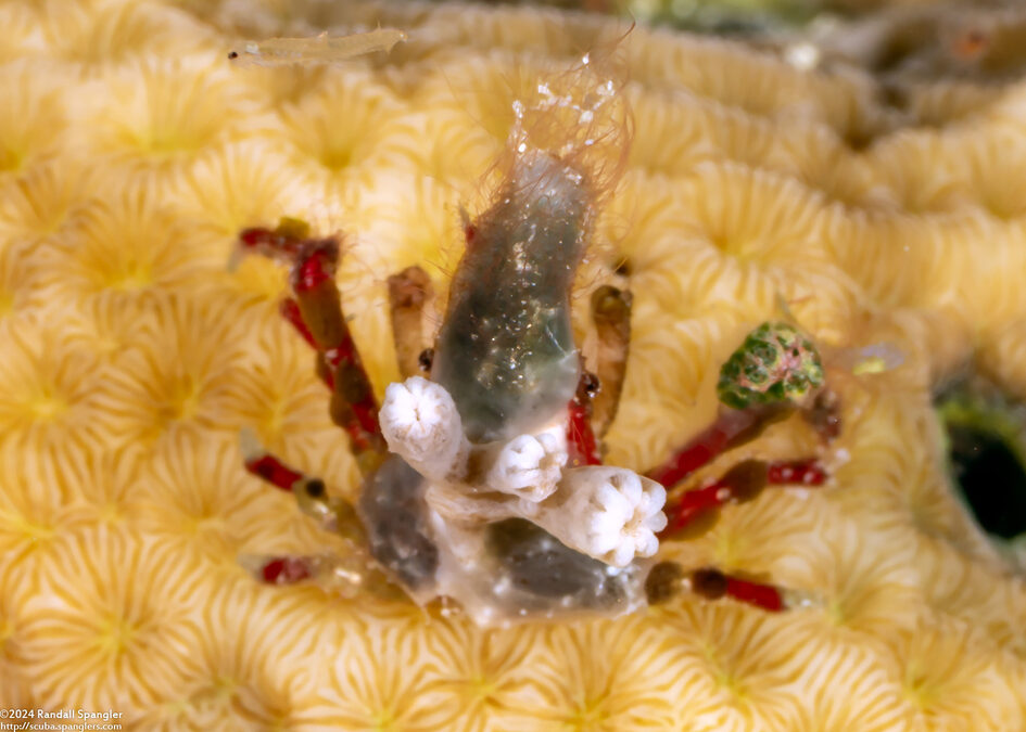 Epialtidae sp.3 (Red And White Imitator Crab)