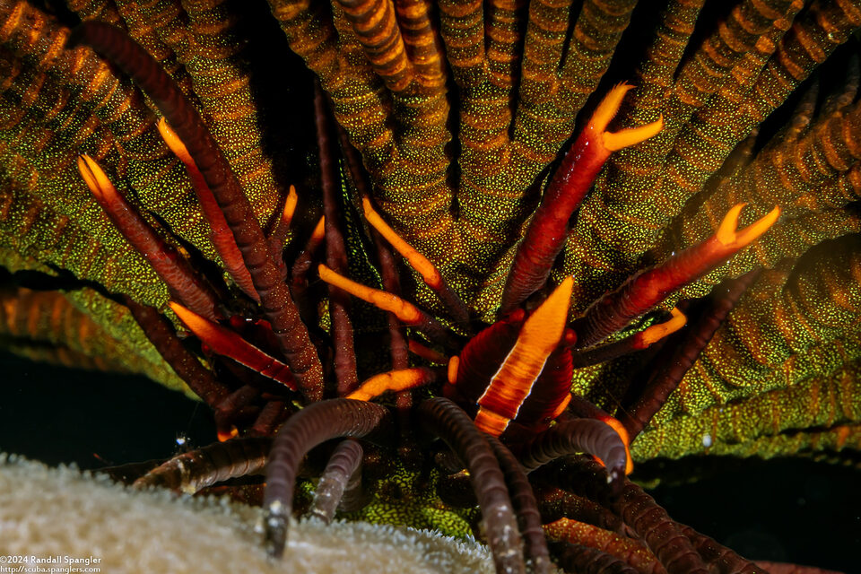 Allogalathea babai (Baba's Crinoid Squat Lobster)