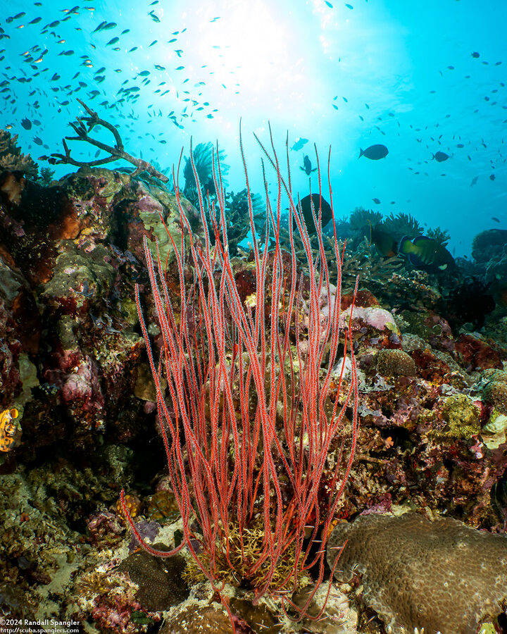 Ellisella ceratophyta (Red Sea Whip)