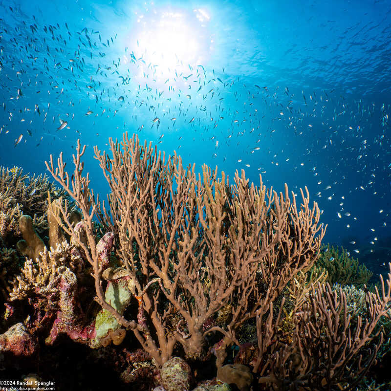 Isis hippuris (Sea Bamboo)