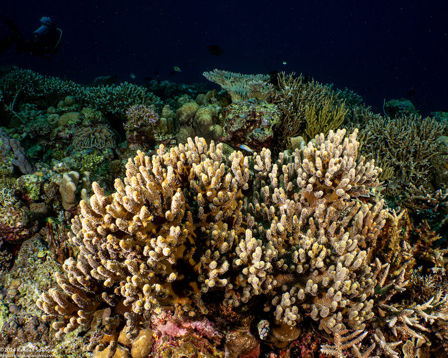 Montipora cactus (Montipora Cactus)