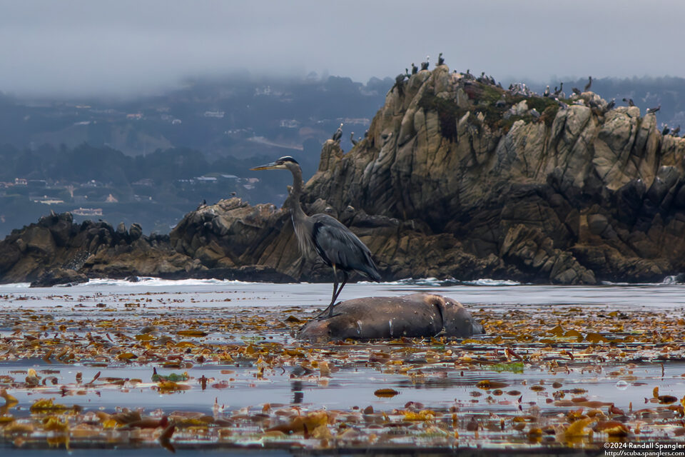 Ardea herodias (Great Blue Heron)