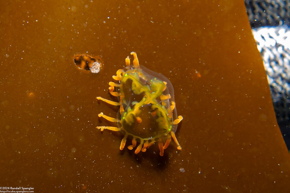 Vallentinia adherens (Clinging Jelly)