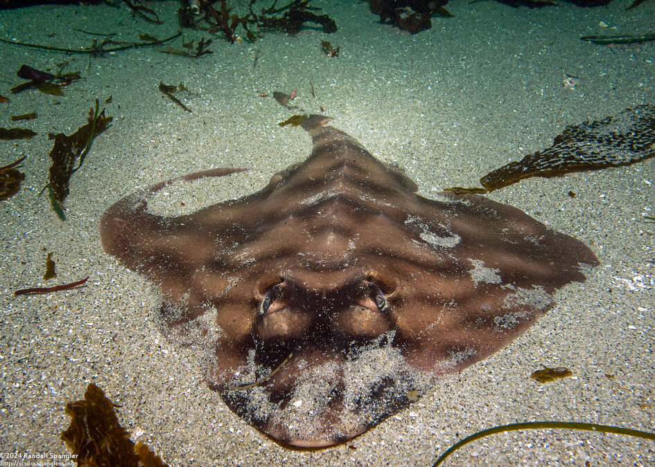 Zapteryx exasperata (Banded Guitarfish)