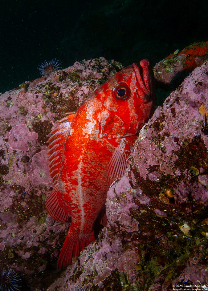 Sebastes miniatus (Vermilion Rockfish)