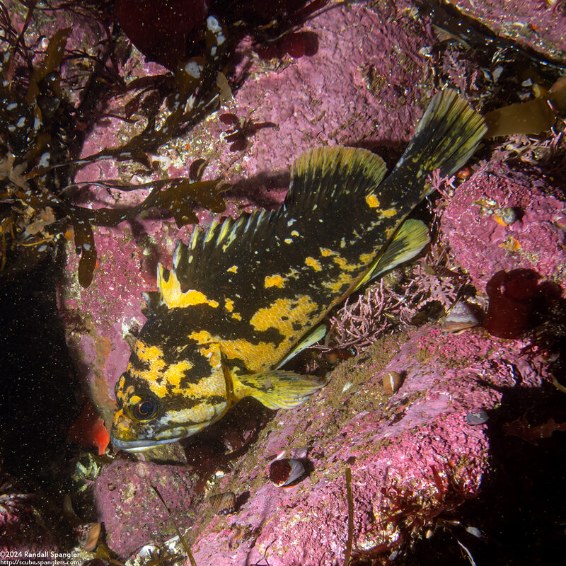 Sebastes chrysomelas (Black-and-Yellow Rockfish)