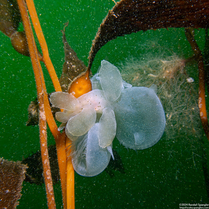 Melibe leonina (Lion's Mane Nudibranch)