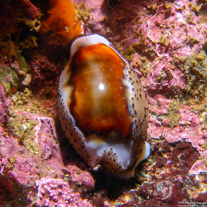 Neobernaya spadicea (Chestnut Cowry)