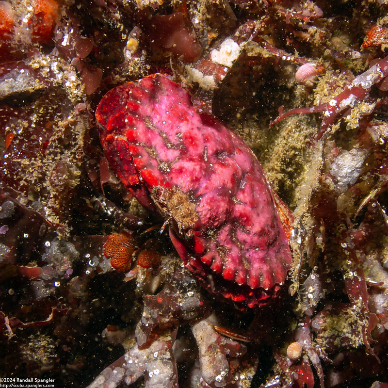 Cancer productus (Red Rock Crab)