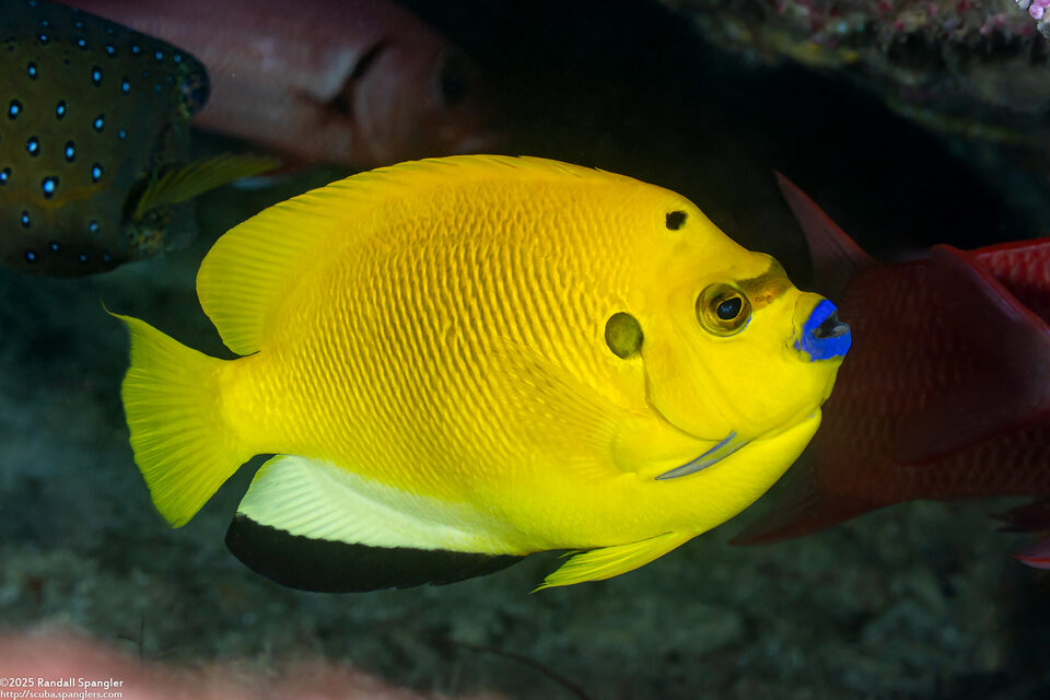 Apolemichthys trimaculatus (Three-Spot Angelfish)