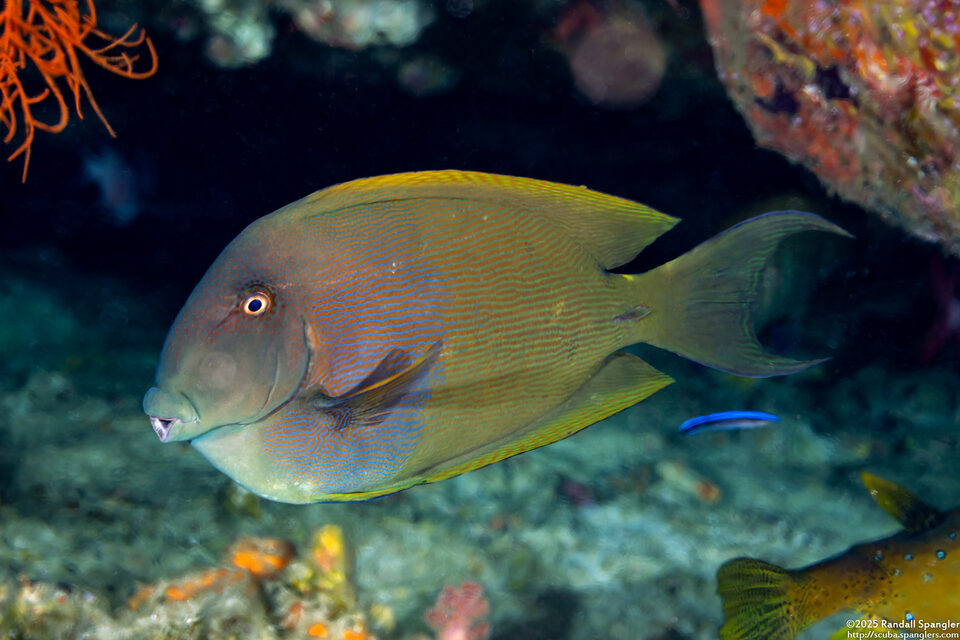 Ctenochaetus striatus (Lined Bristletooth)