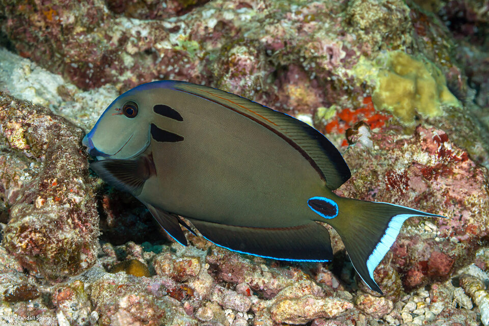 Acanthurus tennentii (Tennent's Surgeonfish)