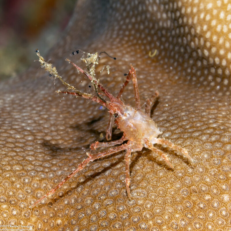 Naxioides taurus (Bull Hydroid Crab)