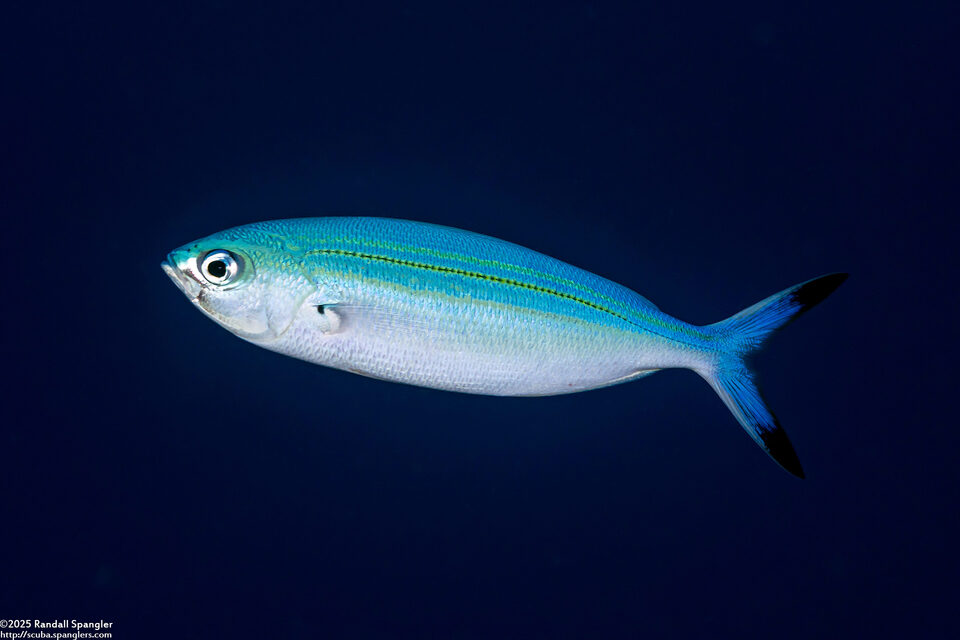 Caesio varilineata (Variable-Lined Fusilier)