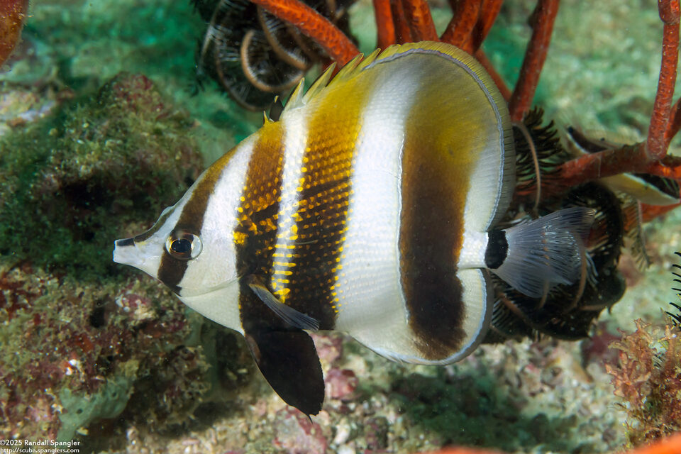 Coradion altivelis (Highfin Coralfish)