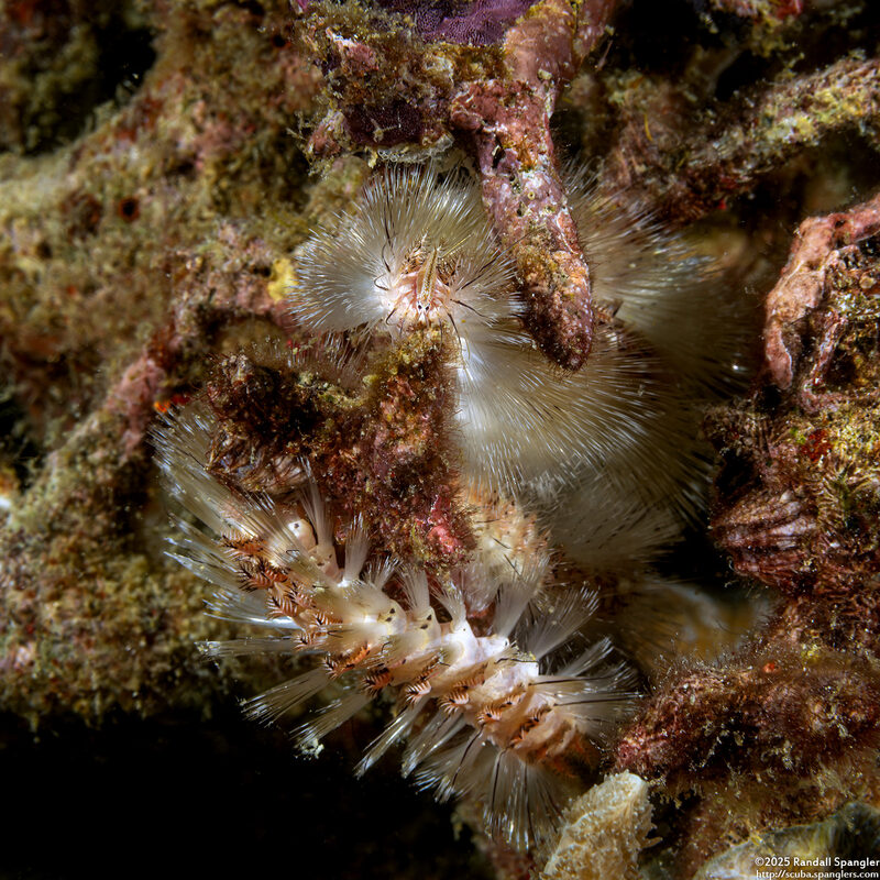Chloeia bemisae (Chloeia bemisae)