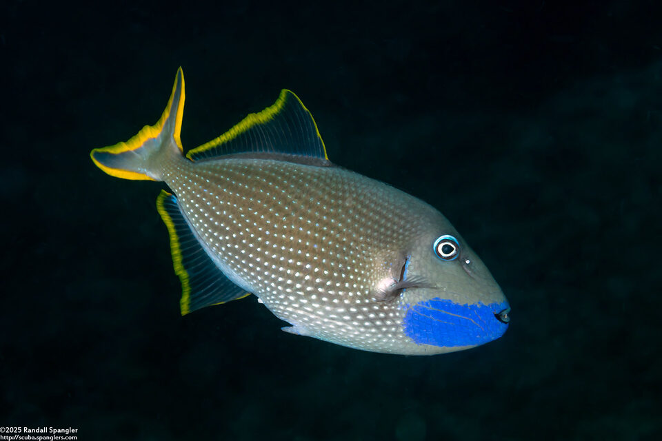 Xanthichthys auromarginatus (Gilded Triggerfish)