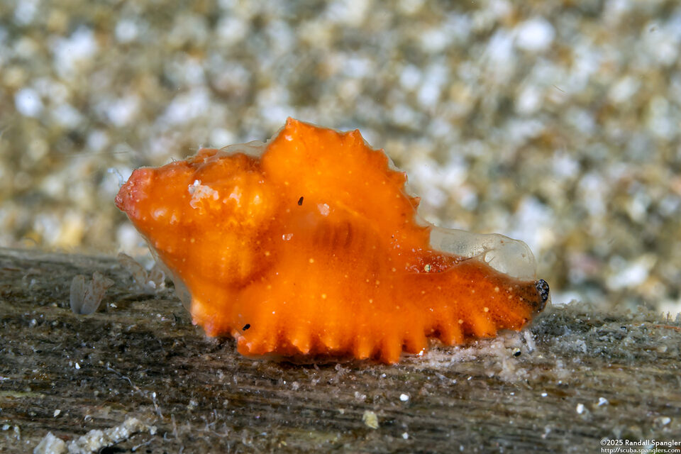 Chicoreus microphyllus (Curly Chicoreus)