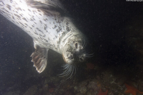 Phoca vitulina (Harbor Seal)