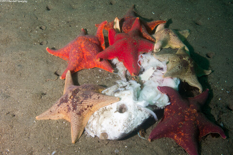 Patiria miniata (Bat Star); Eating a dead sunfish