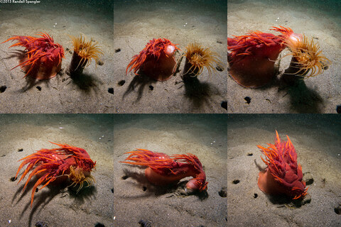 Dendronotus iris (Rainbow Dendronotus); Rainbow nudibranch eating a tube dwelling anemone