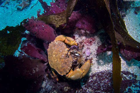 Romaleon antennarium (Pacific Rock Crab)